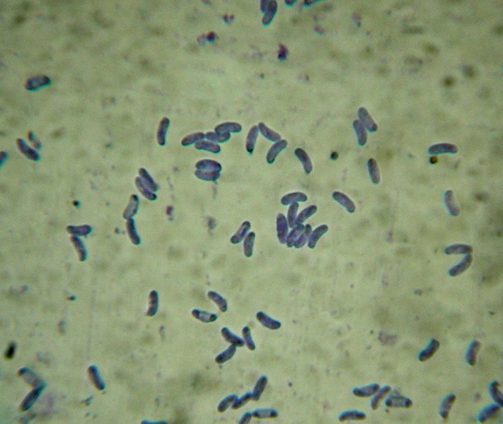 Sfida al microscopio!!